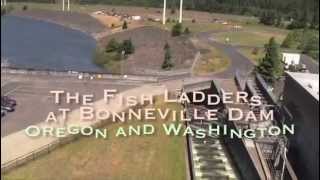 The Fish Ladders at Bonneville Dam [upl. by Jenei]