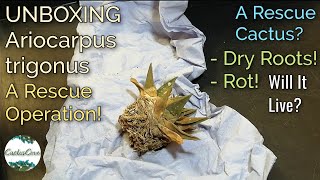 Unboxing ARIOCARPUS TRIGONUS A Rescue Cactus My Sad Cactus Plant Purchase ☹️ [upl. by Gnas]