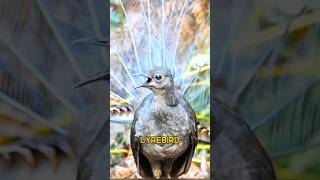 lyrebird  the mimicking bird [upl. by Omura]