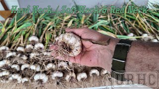 Garlic Harvest 2024 [upl. by Naujled231]