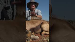 Hunting Copper Springbuck with Sup Africa Safaris [upl. by Toddie]