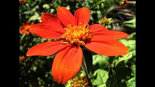 1249  Full information  Tithonia  Mexican Sunflower  How to grow amp care Tithonia [upl. by Jeaz847]