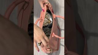 Cat loves bag cats funny [upl. by Herby]