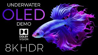 Underwater World OLED Demo HDR 8K Ultra HD Dolby Vision™ 60fps [upl. by Aynekal]