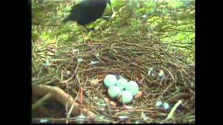 Crow attacks Sparrowhawk nest at Royal Botanic Garden Edinburgh [upl. by Keyser]