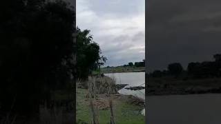 jangal hai aadhi raat jangal song nature shortvideos [upl. by Seraphim]