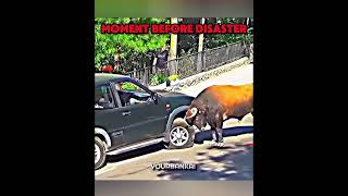 Car vs Animal [upl. by Pahl]