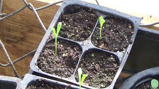 How To Start African Daisies From Seed And Seedlings Update How To Start osteospermum flower seeds [upl. by Nnaeirual]