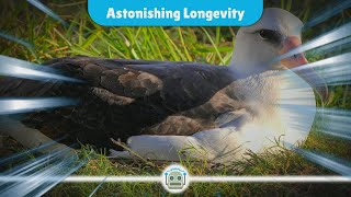 Wisdom the Laysan Albatross A 74YearOld Wonder Set to Become a Mom Again [upl. by Laen]