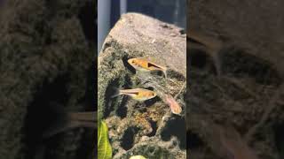 RASBORA ESPEI acuario peces rasbora [upl. by Tedda332]