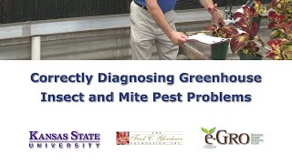 How To Correctly Diagnosis Insect And Mite Pest Problems [upl. by Eniamzaj170]