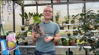 How to Revive an Orchid  From Frail to Fabulous [upl. by Ennayhs]