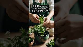 별꽃Chickweed Stellaria media 활용하는 꿀팁 TOP 3 [upl. by Vonni458]