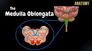 Medulla Oblongata Anatomy  External amp Internal White amp Grey matter  QUIZ [upl. by Josie273]