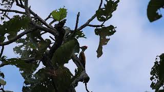 ត្រសេះតូចខ្នងភ្លើង  Common Flameback [upl. by Prissy]