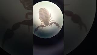 Who Is This Funny Creature Pseudoscorpion Arachnida It is 20 mm Size Under Microscope [upl. by Euqirat]