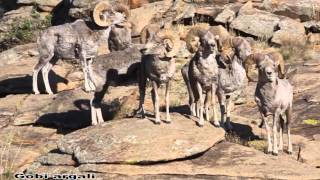 Mongolian wildlife argali sheep [upl. by Conni]