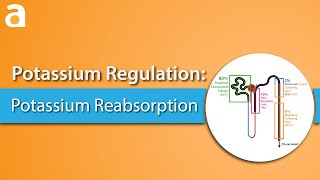 Potassium Regulation Potassium Reabsorption [upl. by Cilurzo]