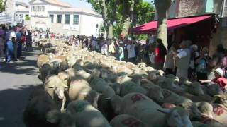 SaintRemydeProvence Fête de la Transhumance [upl. by Platto]