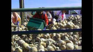 Wuertz Farms Gourd FestivalCoolidgeCasa Grande AZ 2412 [upl. by Casar]