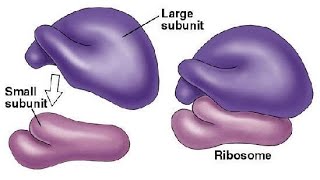 Biology Ribosome and Golgi complex [upl. by Analed]