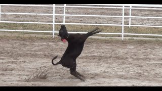 2014 Cheyenne Rodeo Calf Abuse [upl. by Ayiak]