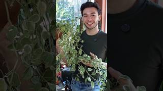 Peperomia Scandens como cuidar plantas peperomia shorts [upl. by Eecal]