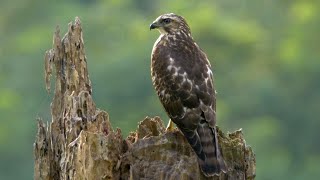 Broadwinged Hawk and its Call [upl. by Atniuq]