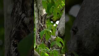 Common Potoo bird in panama birds wildlife [upl. by Aihseuqal]