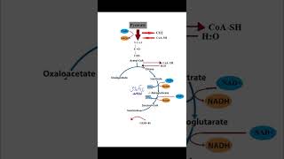 krebs cycle TCA citricacidcycle plant chain bio [upl. by Shanie]