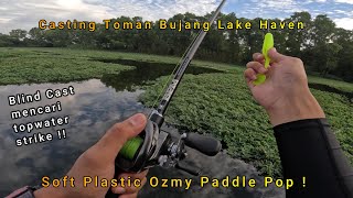 Blind Cast mencari Toman Bujang Lake Haven Toman rakus topwater explosion [upl. by Nayt]