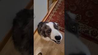 Slow mo Zoey comes down the hallway bordercollie in [upl. by Airet]