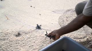 Green Turtles born on Constance Lémuria beach [upl. by Bibeau528]