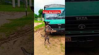 dog training tips amp obedience viralvideo germanshepherd youtubeshorts trending [upl. by Schuyler]