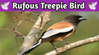 Rufous Treepie Bird feeding video 🕊️ Rufous Treepie Bird sound birds birdsounds birdslover [upl. by Johnette]