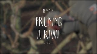 How to prune a kiwi plant [upl. by Peedus]