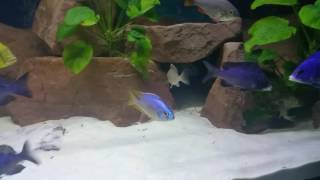 Placidochromis jalo reef Group 15 [upl. by Engedus]