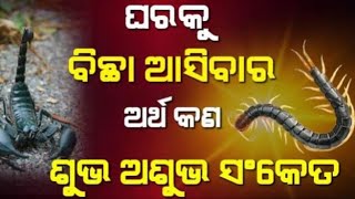 ଘରକୁ ବିଛା ଆସିବାର ଅର୍ଥ କଣ ଶୁଭ ନା ଅଶୁଭ ସଂକେତ । Gharaku Bichha Asibara Artha kana I sadhu Bani [upl. by Ulrike]