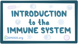 Introduction to the immune system [upl. by Walburga]