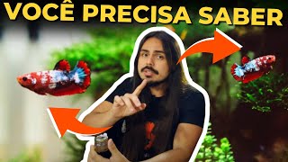 🔴10 CURIOSIDADES SOBRE OS PEIXES BETTAS Mr Betta [upl. by Daven]