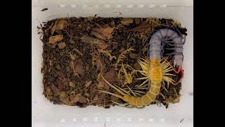 Centipede molting Scolopendra sp “Celebes Purple” [upl. by Sesiom]