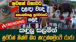 කඳුලු සලමින් නුවරින් නික්ම ගිය නැදුන්ගමුවේ රාජා  Nedungamuwe Raja  Hela Rahas shorts [upl. by Hoyt]