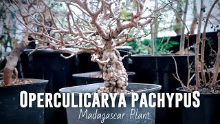 Operculicarya Pachypus  Natural Bonsai Dari Madagascar [upl. by Sowell]