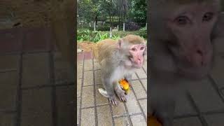 Monkey Werx So Cute Eating and Funny 55 [upl. by Naval]