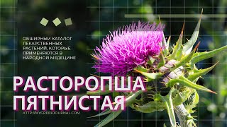 Расторопша пятнистая Silybum marianum [upl. by Fleurette]