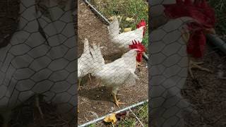 White Leghorns Chilling chickens hatchery backyardchickens homestead rooster hen [upl. by Sabah989]