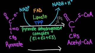 Pyruvate Dehydrogenase Complex Mechanism  Biochemistry [upl. by Gherlein303]