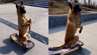 Belgian Malinois Dog Has The Most Incredible Skateboarding Skills [upl. by Siskind563]