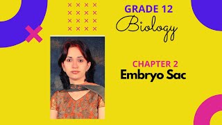 Embryo sac I Sexual Reproduction in Flowering Plants I Chapter 2 I Class 12 [upl. by Armand]