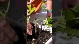 Jardinage Comment faire une bouture de figuier shortsyoutube [upl. by Nebe867]